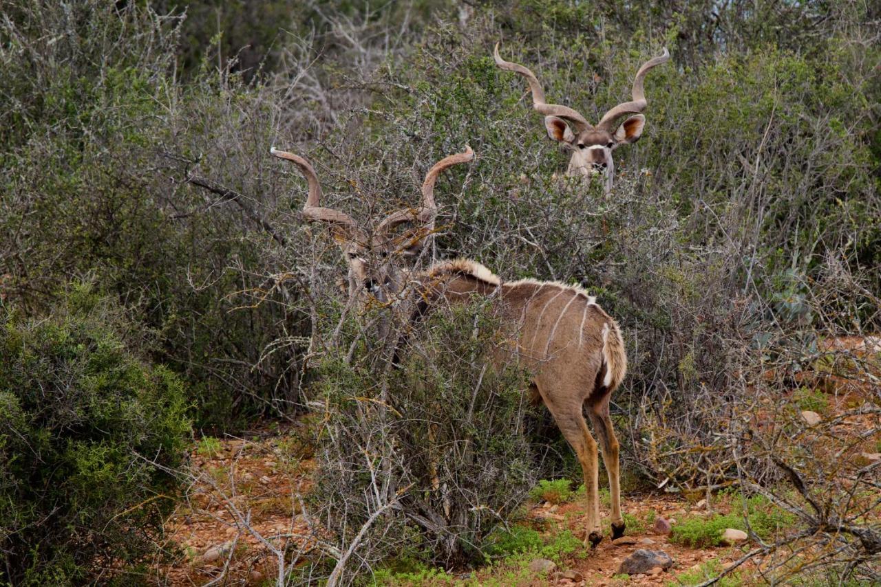 Buffelsdrift Game Lodge เอาท์สโฮร์น ภายนอก รูปภาพ