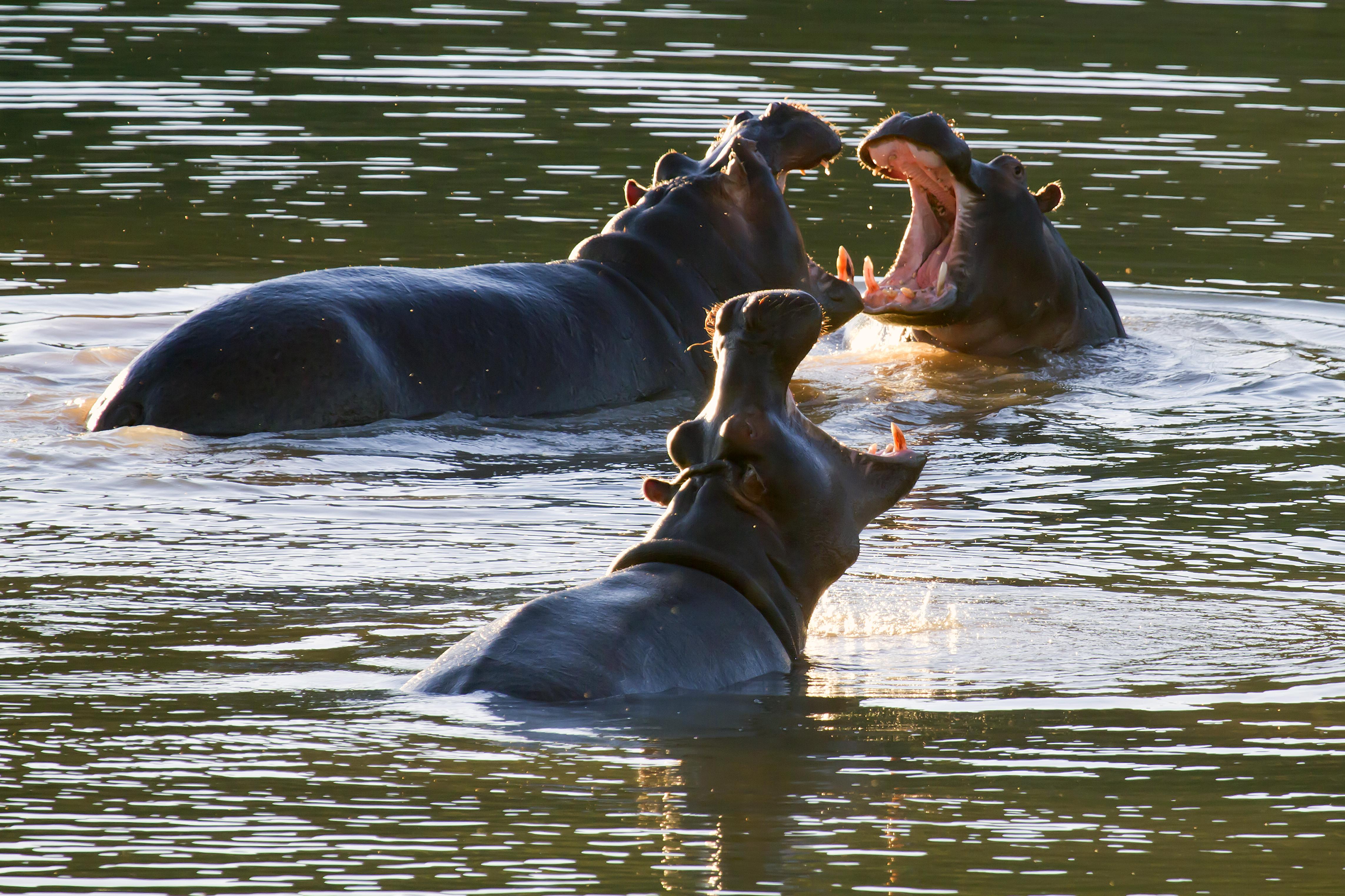 Buffelsdrift Game Lodge เอาท์สโฮร์น ภายนอก รูปภาพ