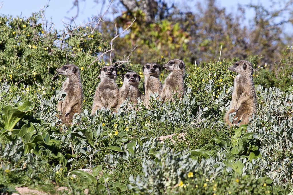 Buffelsdrift Game Lodge เอาท์สโฮร์น ภายนอก รูปภาพ